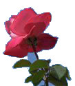 rose1